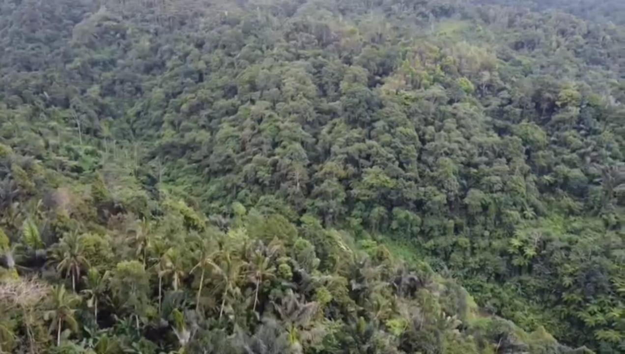 Bali Mountain Forest Cabin Penebel Eksteriør bilde