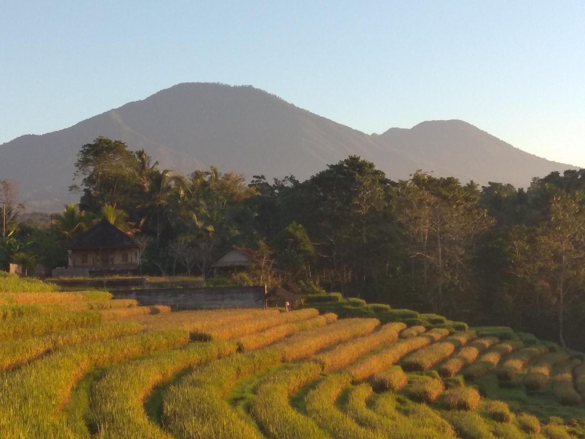 Bali Mountain Forest Cabin Penebel Rom bilde