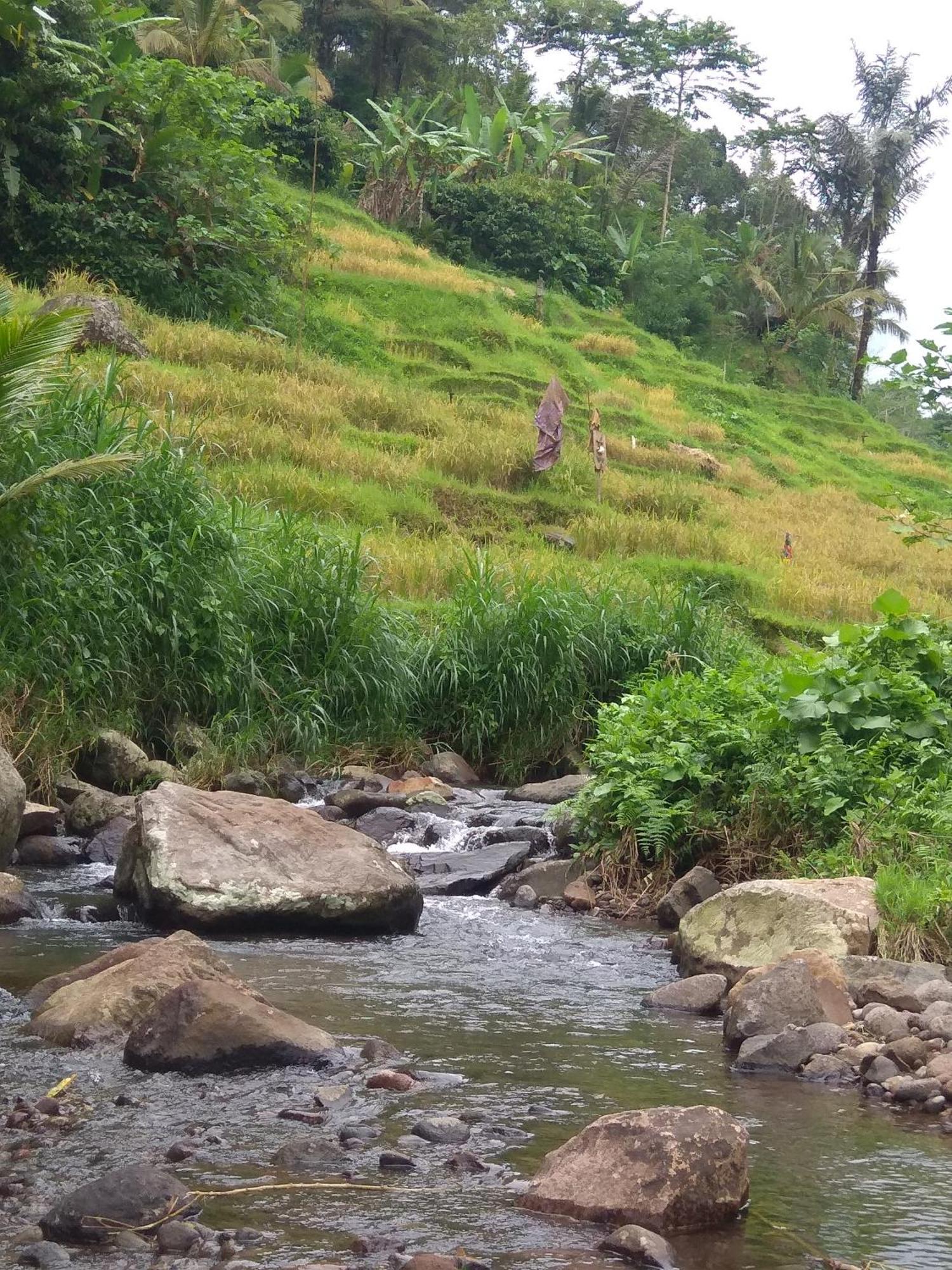 Bali Mountain Forest Cabin Penebel Rom bilde