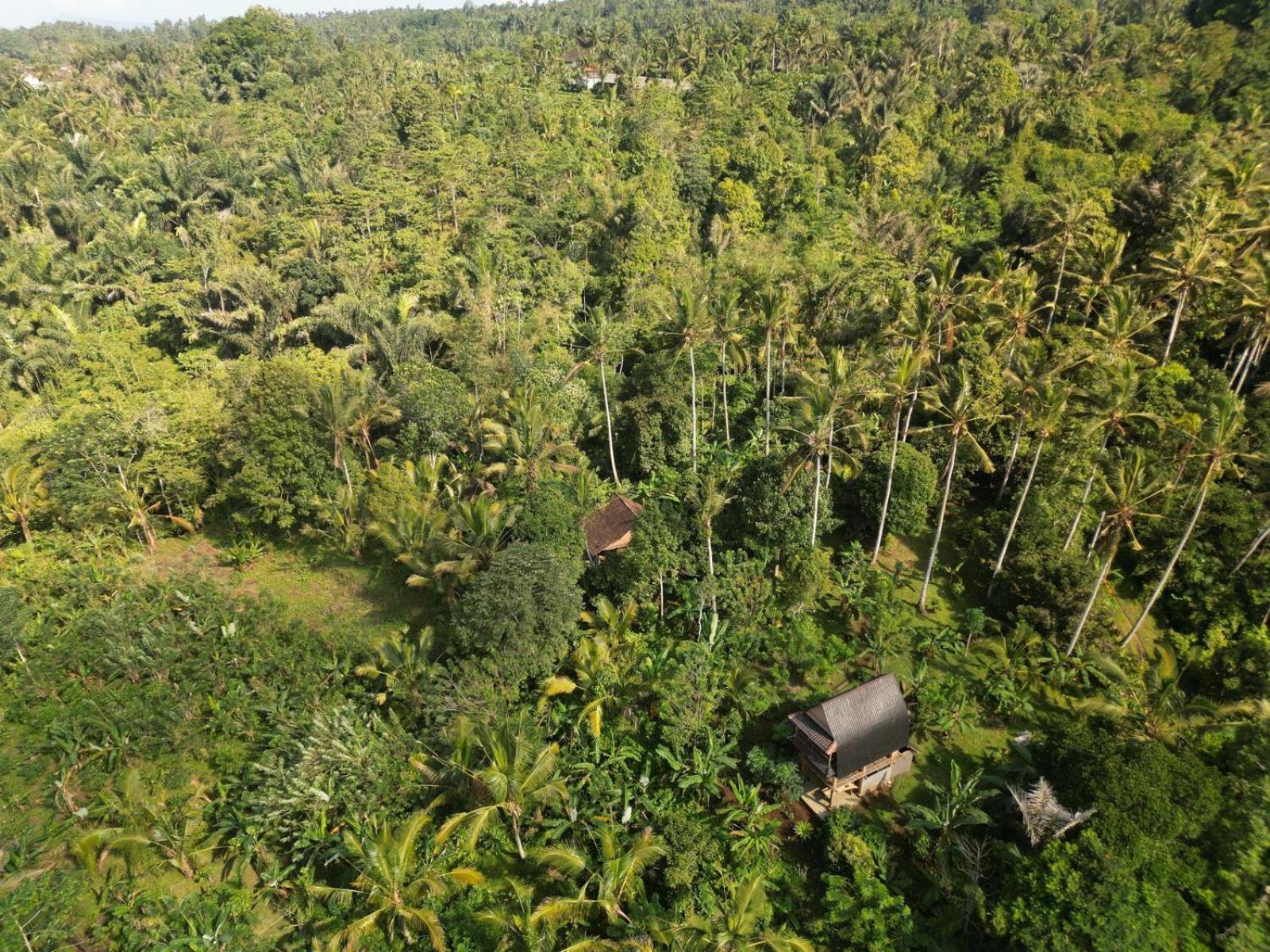 Bali Mountain Forest Cabin Penebel Rom bilde